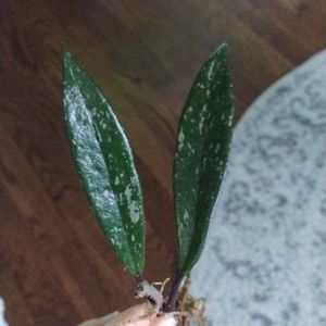 Hoya Pubicalyx Royal Hawaiian Purple